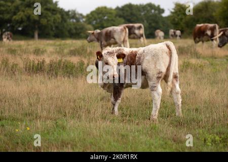 Longhorn adulte Kuh und Kalb im Knepp Wilding Project Estate Stockfoto