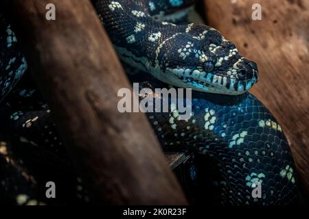 Diamantteppich Python (Morelia spilota spilota), der sich zwischen Baumstämmen ausruht. Queensland Australien Stockfoto