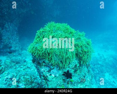 Seeanemone in den Tiefen des Indischen Ozeans Stockfoto