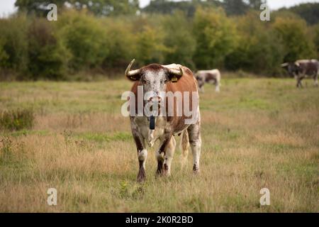 Longhorn adulte Kuh und Kalb im Knepp Wilding Project Estate Stockfoto