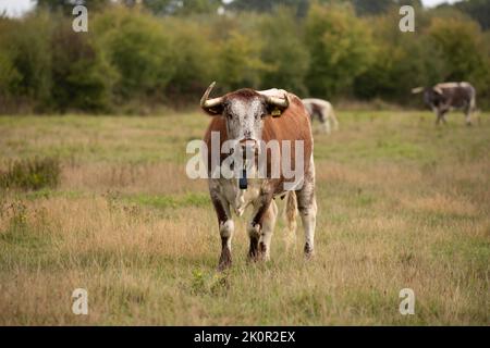 Longhorn adulte Kuh und Kalb im Knepp Wilding Project Estate Stockfoto