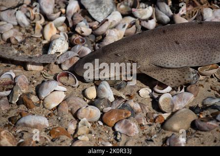 Tote Dogfish waschen sich bei Ebbe an den Stränden von Littlehampton nach Stürmen auf See aus Stockfoto