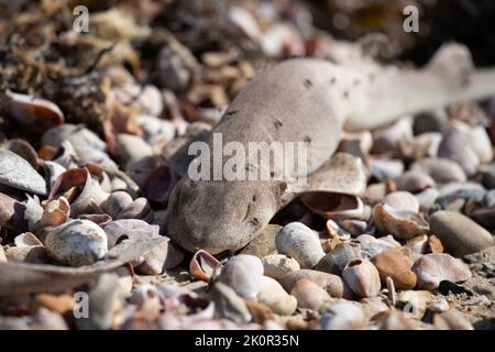 Tote Dogfish waschen sich bei Ebbe an den Stränden von Littlehampton nach Stürmen auf See aus Stockfoto