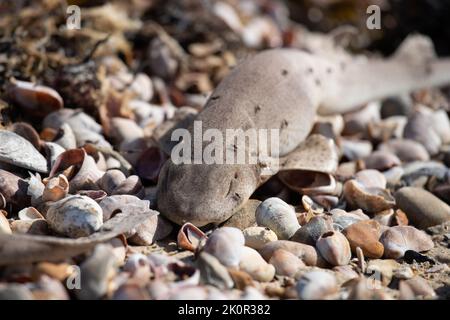 Tote Dogfish waschen sich bei Ebbe an den Stränden von Littlehampton nach Stürmen auf See aus Stockfoto