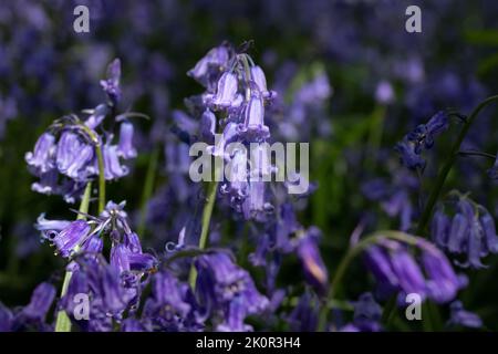 Bluebells in der späten Frühlingssonne Stockfoto