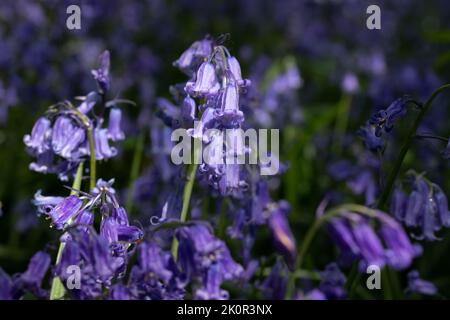 Bluebells in der späten Frühlingssonne Stockfoto