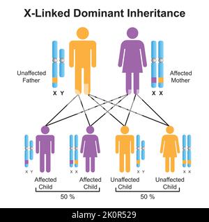 Wissenschaftliche Gestaltung der X-verbundenen dominanten Vererbung. Bunte Symbole. Vektorgrafik. Stock Vektor