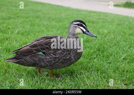 Nahaufnahme der Seite einer schwarzen pazifischen Ente, anas superciliosa, die auf einem Grasfeld in einem Park steht Stockfoto