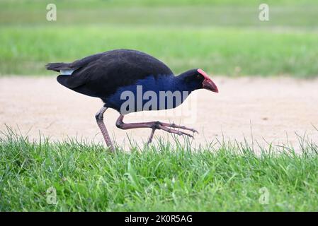 Seitenansicht eines purpurnen Swamphen, oder Pukeko, in der Mitte des Laufs, während er auf Gras entlang eines Pfades in einem Park fährt Stockfoto