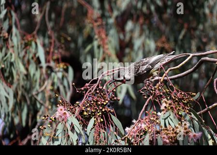 Sonnenbeschienenen roten Wattlebird, der sich nach vorne lehnt, während er in einem blühenden Gummibaum thront Stockfoto