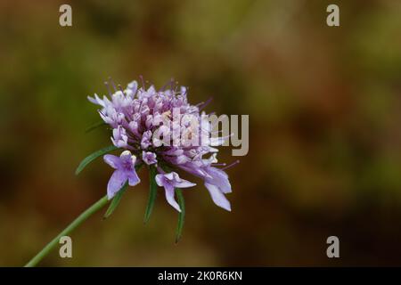 Makrodetail einer violetten Scabiosa columbaria Blume mit braunem und grünem unscharfem Hintergrund, mit Kopierraum Stockfoto