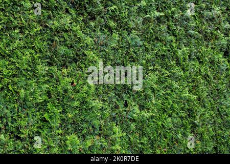 thuja immergrüner Busch Arborvitae Zweige close-up Hecke Textur, Pflanzen Details für die Landschaftsgestaltung Parks und Gärten, grafische Ressource, niemand. Stockfoto