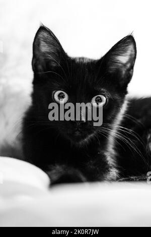 Ein schwarzes Kätzchen starrt auf die Kamera Stockfoto
