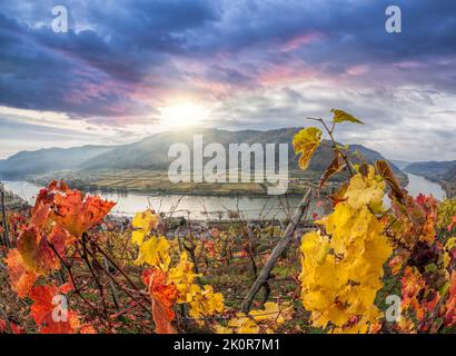 Bunte Weinberge in Wachau-Tal gegen Spitz-Dorf mit Donau in Österreich, UNESCO Stockfoto