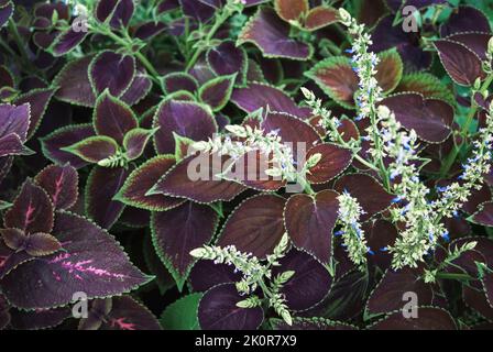 Plectranthus scutellarioides, Coleus-Pflanze, die im Garten blüht Stockfoto