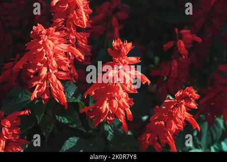 Salvia splendens Vista Red blüht im Garten, scharlachroter Salbei aus der Nähe Stockfoto