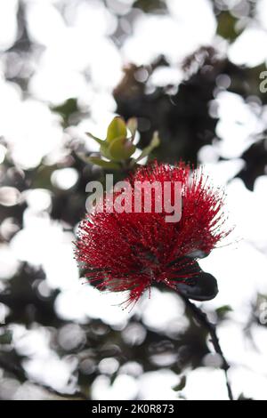 Eine flache Fokusaufnahme der blühenden Ohia Lehua-Pflanze mit unscharfem Hintergrund Stockfoto