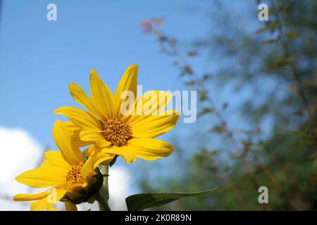 Zwei Sonnenblumen mit einem klaren blauen Himmel. Nahaufnahme einiger gelber Blumenköpfe, der Sorte Sunny Smile. Ein natürliches Foto, aufgenommen im Spätsommer. Stockfoto