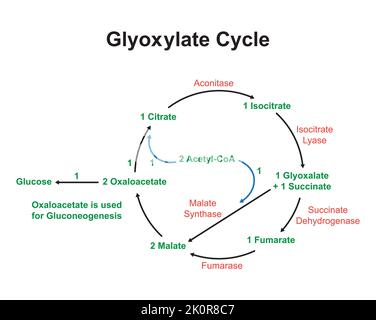 Einfache Gestaltung des Glyoxylatzyklus. Vektorgrafik. Stock Vektor