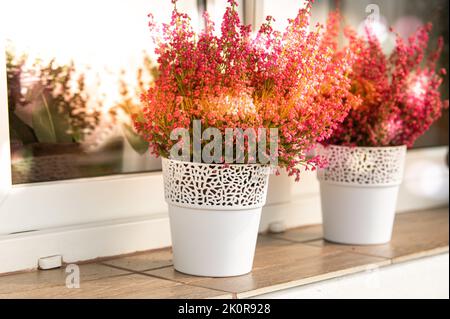 Rosa Heidekraut in weißen Blumentöpfen auf der Fensterbank auf dem Balkon mit Herbstfarben bei Sonnenuntergang Stockfoto