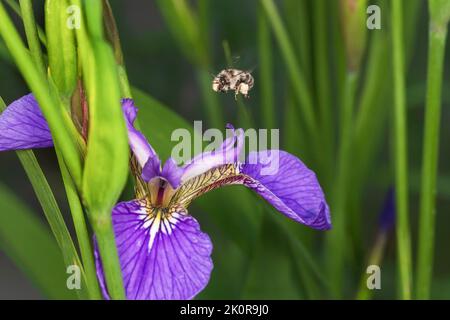 Eine kleine Hummel landet auf einer sibirischen Irisblume. Stockfoto