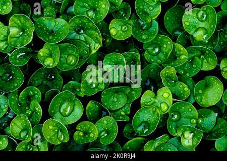 Floraler Hintergrund mit grünen Blättern, bedeckt mit Wassertropfen. Makrofotografie. Stockfoto
