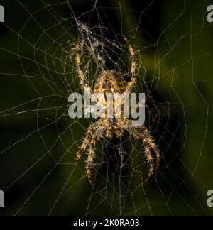 Eine große weibliche Gartenspinne (Araneus diadematus), die von unten betrachtet wird, während sie inmitten eines großen Netzes auf ihre Beute wartet Stockfoto