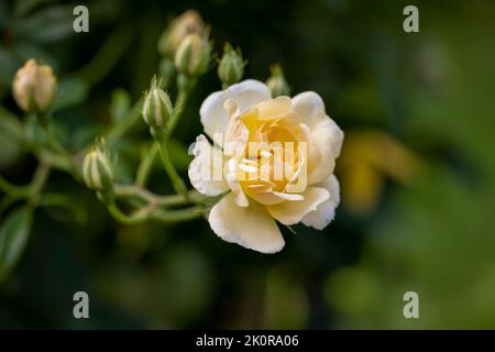 Eine schöne hellgelbe Ramblerose, fotografiert vor einem grünen Laubhintergrund Stockfoto