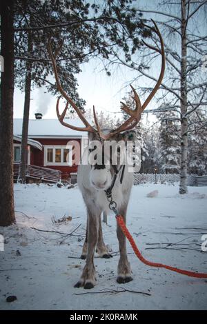 Majestätisches Rentier, Rangifer tarandus, steht in seinem natürlichen Lebensraum und blickt während des eisigen Winters in der Nähe von Rovaniemi, Lappland, in die Kamera Stockfoto