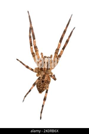 Nosferatu Spinne auf weißem Hintergrund, Makro Stockfoto