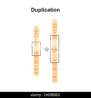 Wissenschaftliche Gestaltung der chromosomalen Mutation von Duplikaten. Bunte Symbole. Vektorgrafik. Stock Vektor