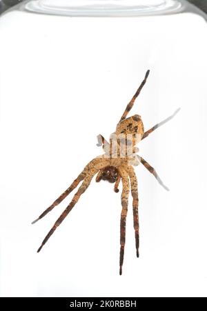 Nosferatu Spinnenunterseite, im Glas gefangen, auf weißem Hintergrund, Makro Stockfoto