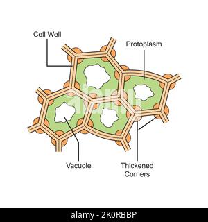 Wissenschaftliche Gestaltung der Collenchyma-Struktur. Das Pflanzengewebe, das aus lebenden länglichen Zellen besteht. Bunte Symbole. Vektorgrafik. Stock Vektor