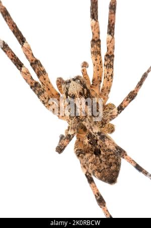 Nosferatu Spinne, Körper mit typischen Markierungen auf weißem Hintergrund, Makro Stockfoto