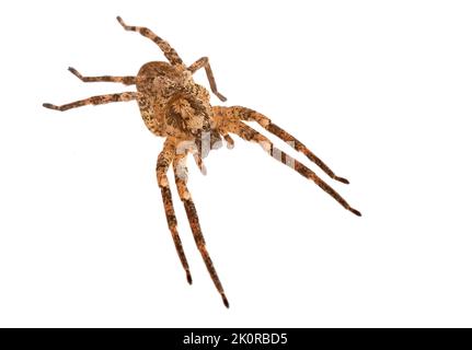 Nosferatu Spinne auf weißem Hintergrund, Makro Stockfoto