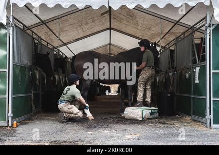 London, Großbritannien, 12. September 2022, Soldaten der Königstruppe Royal Horse Artillery (KTRHA) werden am Montag, den 12. September 2022, beim Pflegen eines Pferdes dargestellt, nachdem sie in die Regents Park Barracks in London umgezogen sind, um sich auf die II. Prozession von Königin Elizabeth vorzubereiten. Sie bereiten alle Pferde vor, indem sie neue Schuhe darauf legen und sie pflegen. Außerdem reinigen, lackieren und polieren sie alle Geräte, die KTRHA während der Trauerprozession verwenden wird. Am Tag der Prozession wird KTRHA im Hyde Park und im Schloss Windsor mit Minutenpistolen fahren und für jede Minute, die die Königin ist, eine Runde schießen Stockfoto