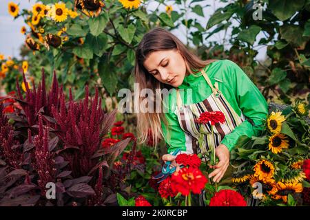 Porträt einer jungen Gärtnerin, die im Sommergarten mit dem Gartenscheren rote Zinnien pflückt und Sonnenblumen Amaranth pflückt. Frische Blumen schneiden. Anbauen von organischen Pflanzen Stockfoto