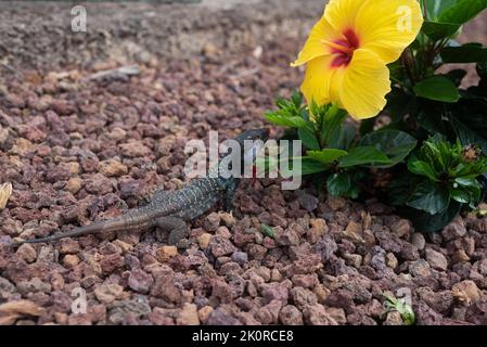 Eine Gallots Eidechse, die rote und gelbe Hibiskusblüten auf Teneriffa frisst Stockfoto