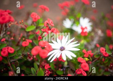 Verschwommener roter Blumenhintergrund von Dornenkrone Christuspflanze und Gänseblümchen mit Biene Stockfoto