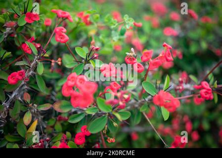 Meist verschwommener roter Blumenhintergrund von Dornenkrone oder Christuspflanze, die von einer Biene bestäubt wird Stockfoto