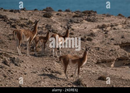 Guanacos, La Pampa, Argentinien Stockfoto