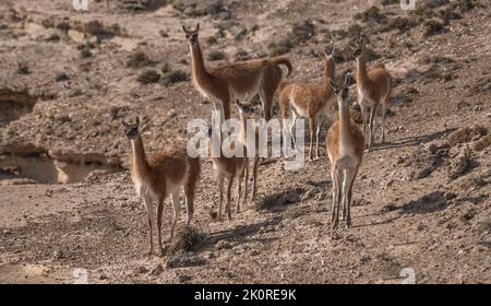 Guanacos, La Pampa, Argentinien Stockfoto