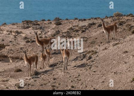 Guanacos, La Pampa, Argentinien Stockfoto