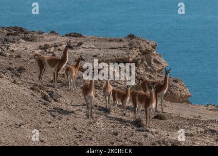 Guanacos, La Pampa, Argentinien Stockfoto