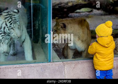 Kleinkind, das Tiger in einem Zoo durch ein Glas betrachtet Stockfoto