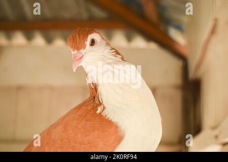 Eine Nahaufnahme von weißen und braunen Tauben unter einer Struktur Stockfoto