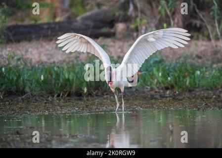 Maguari Storch , (Ciconia maguari) in Feuchtgebieten, Provinz La Pampa, Patagonien, Argentinien. Stockfoto