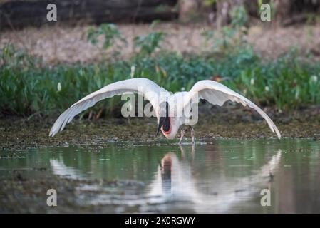 Maguari Storch , (Ciconia maguari) in Feuchtgebieten, Provinz La Pampa, Patagonien, Argentinien. Stockfoto