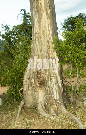 Elefanten haben diesem jungen Baobab Längen von Rinde abgezogen. Am Ende der Trockenzeit konzentrieren Elefanten ihre Aufmerksamkeit auf Baobabs Stockfoto