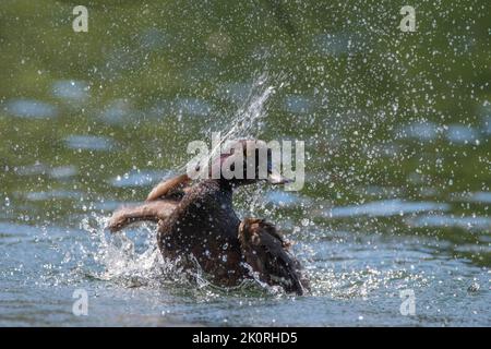 Eine schwarze Teale (Aythya novaeseelandiae) in einem See Stockfoto